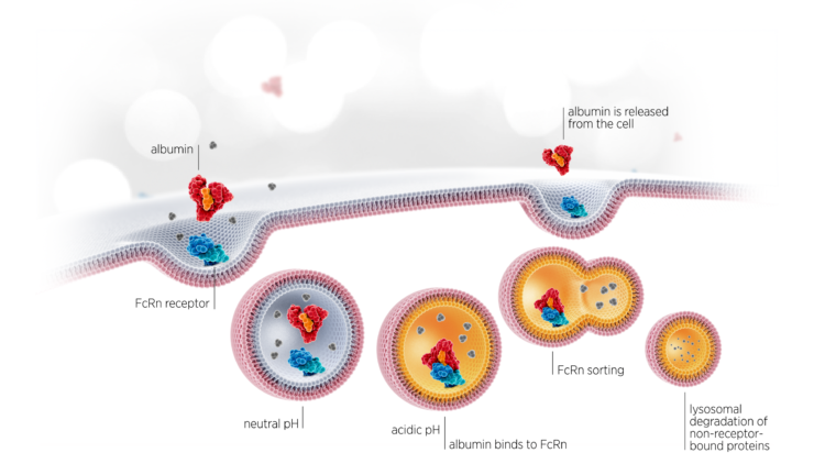 Albumin Recycling